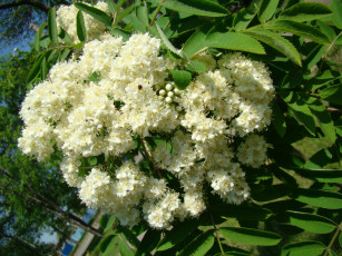 Картинка цветы цветущие деревья кустарники рябина