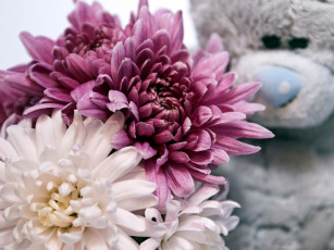 Картинка цветы хризантемы белый розовый
