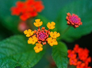 Картинка цветы лантана вербена макро