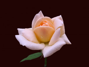 Картинка цветы розы роза