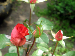 Картинка цветы розы розовый