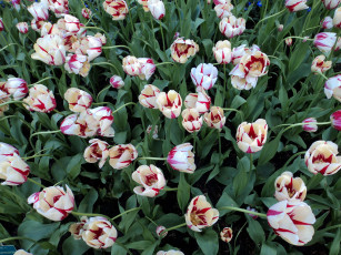 Картинка цветы тюльпаны