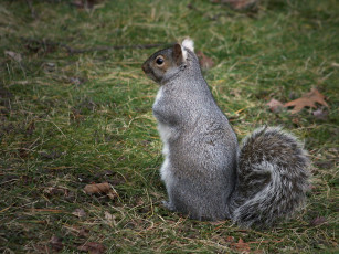 Картинка животные белки белка