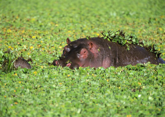 Картинка животные бегемоты ушки зелень бегемот