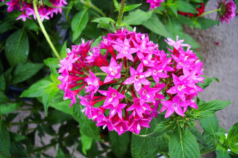 Картинка цветы клеродендрумы лепестки листья