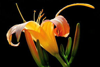 Картинка цветы лилии лилейники лепестки