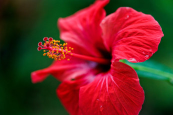 Картинка цветы гибискусы макро