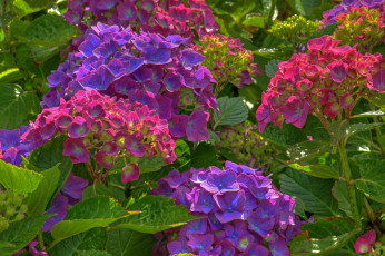 Картинка цветы гортензия куст фиолетовый розовый