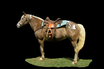 Картинка животные лошади лошадь