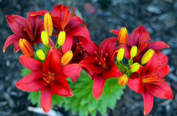 Картинка цветы лилии лилейники бутоны лепестки