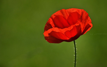 Картинка цветы маки мак фон зеленый