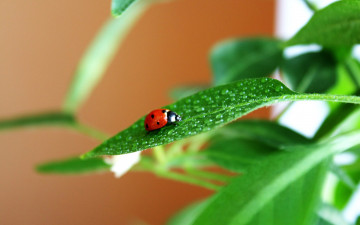 Картинка животные божьи коровки листья лето