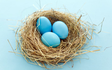 обоя животные, гнезда, птиц, гнездо