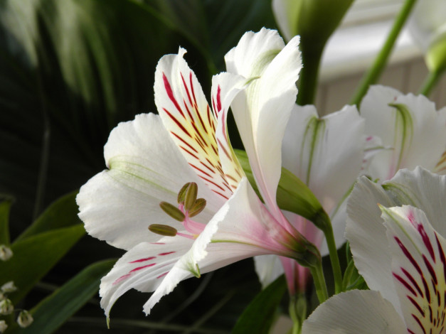 Обои картинки фото цветы, альстромерия