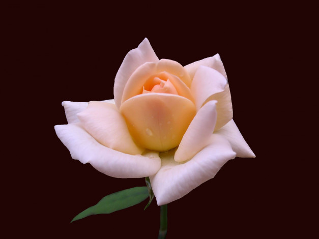 Обои картинки фото цветы, розы, роза