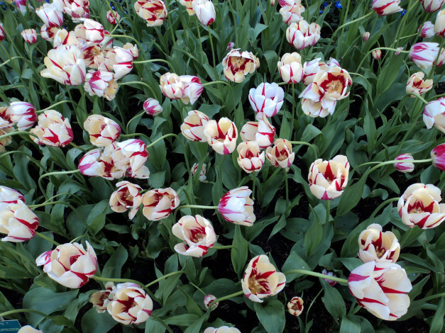 Обои картинки фото цветы, тюльпаны