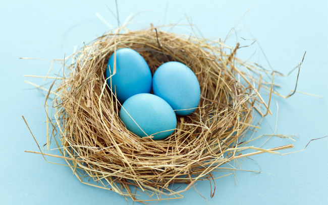 Обои картинки фото животные, гнезда, птиц, гнездо