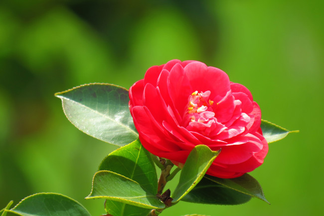 Обои картинки фото цветы, камелии, листья