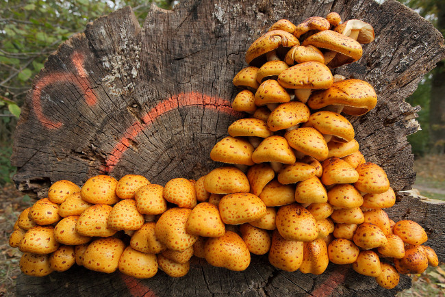 Обои картинки фото природа, грибы, лес, пень