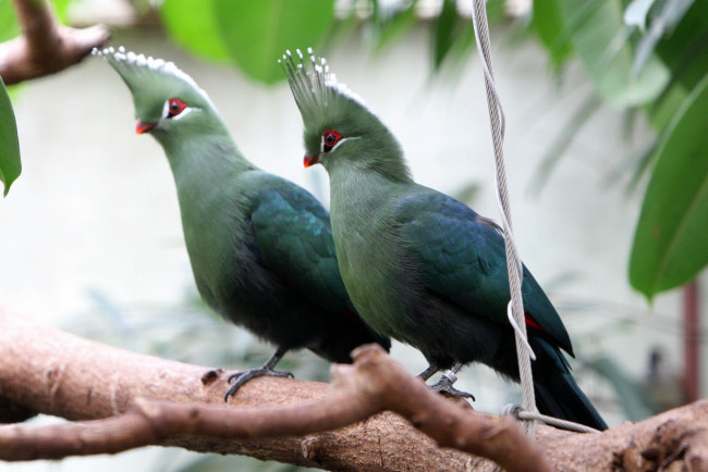 Обои картинки фото турако, животные, пара, хохолок