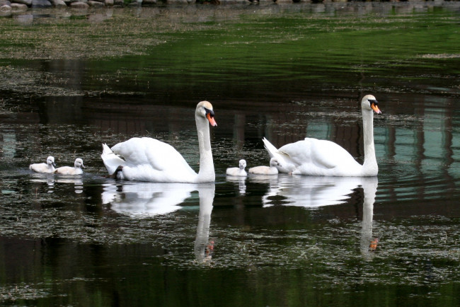 Обои картинки фото животные, лебеди, дети, пара, семья