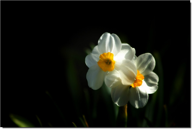 Обои картинки фото цветы, нарциссы
