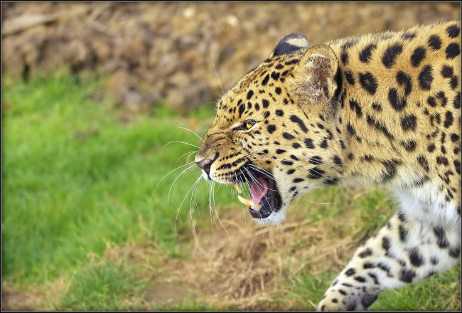 Обои картинки фото леопард, животные, леопарды, пасть