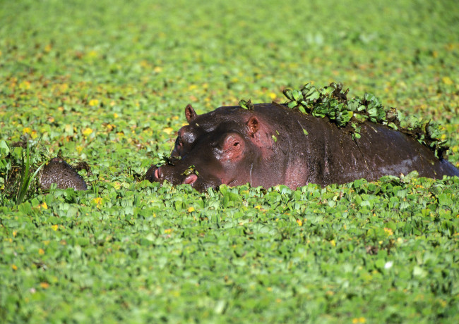 Обои картинки фото животные, бегемоты, ушки, зелень, бегемот