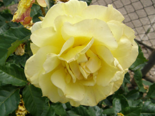 Картинка цветы розы роза