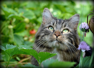 Картинка животные коты мордочка