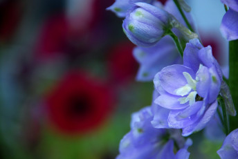 Картинка цветы дельфиниум макро