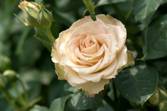 Картинка цветы розы кремовый