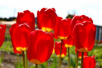 Картинка цветы тюльпаны король цветов лето