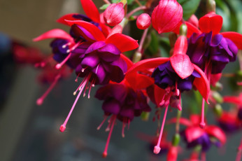 Картинка цветы фуксия экзотика