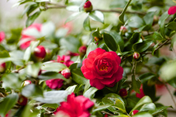 Картинка цветы камелии дерево красный