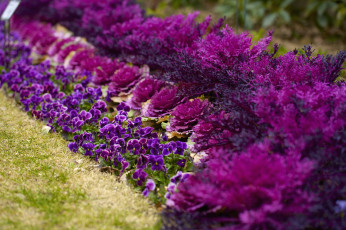 Картинка цветы разные вместе виола декоративная капуста лиловый