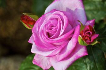 Картинка цветы розы бутон розовый