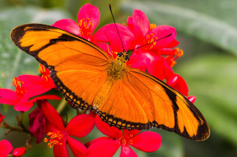 Картинка животные бабочки крылья цветы