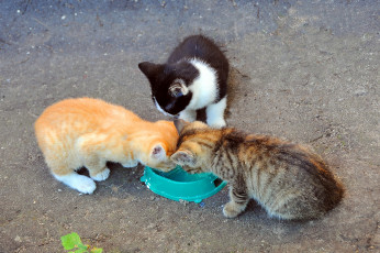 Картинка животные коты котята