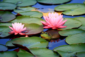 Картинка животные лягушки нимфеи жаба