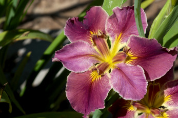 Картинка цветы ирисы касатик