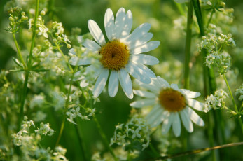 Картинка цветы луговые полевые ромашки