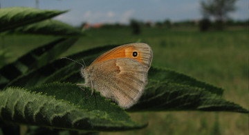 Картинка животные бабочки листья поле бабочка