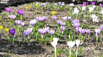 Картинка цветы крокусы весна полянка трава