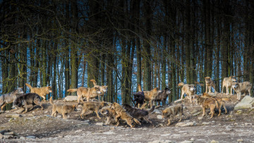 Картинка животные волки стая деревья