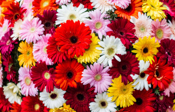 Картинка цветы герберы много разноцветный