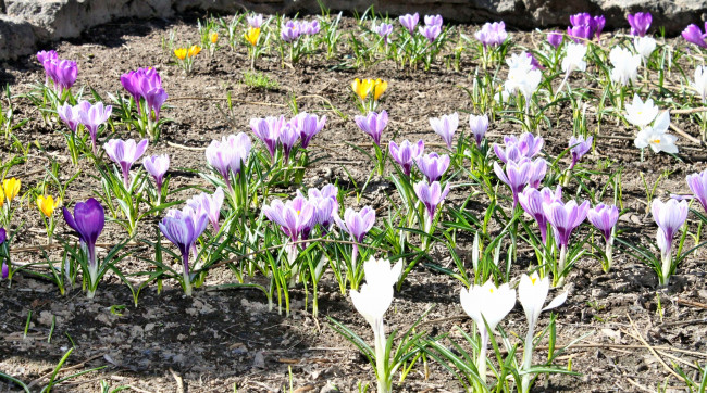 Обои картинки фото цветы, крокусы, весна, полянка, трава