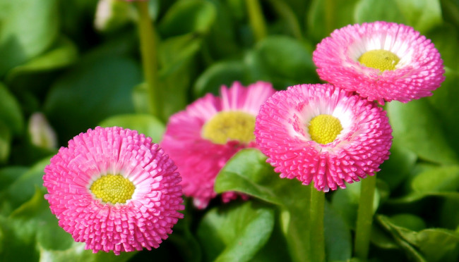 Обои картинки фото цветы, маргаритки, розовые