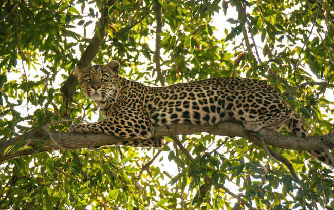 Обои картинки фото животные, леопарды, кошка