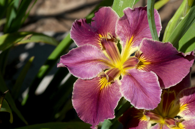 Обои картинки фото цветы, ирисы, касатик